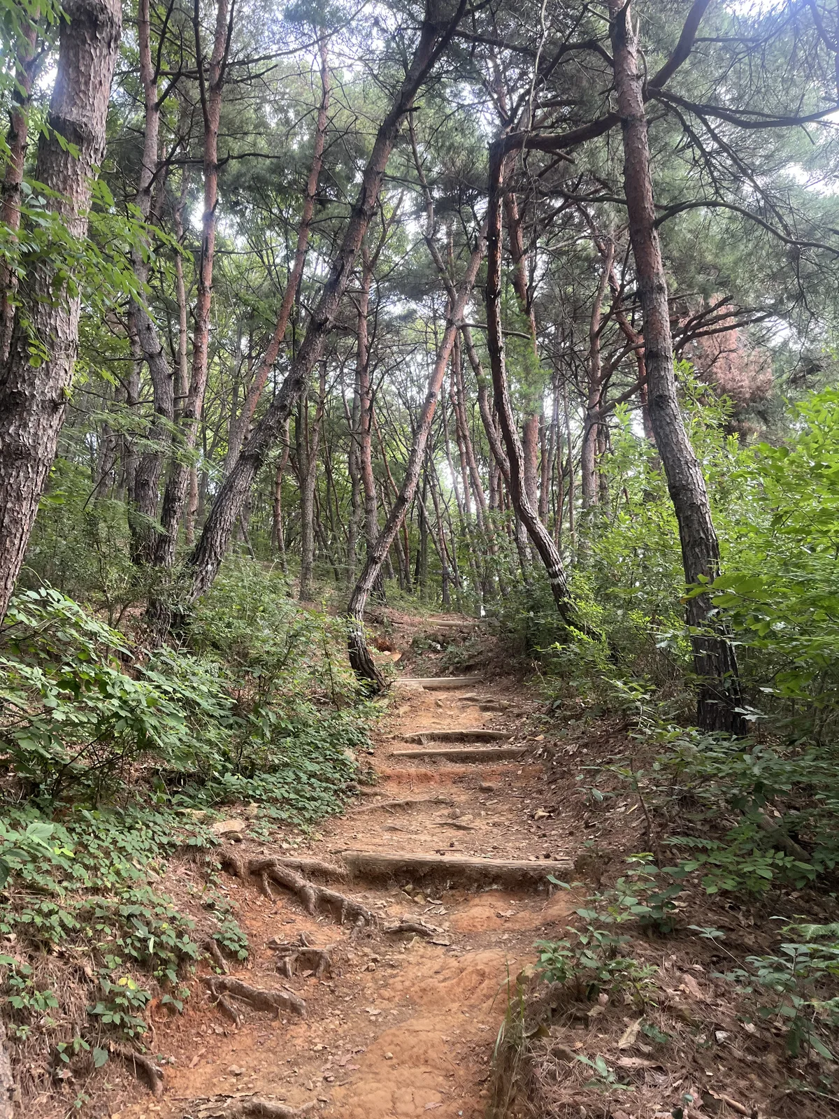 대구 삼필봉 가는길