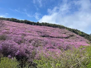 화왕산 진달래 군락지