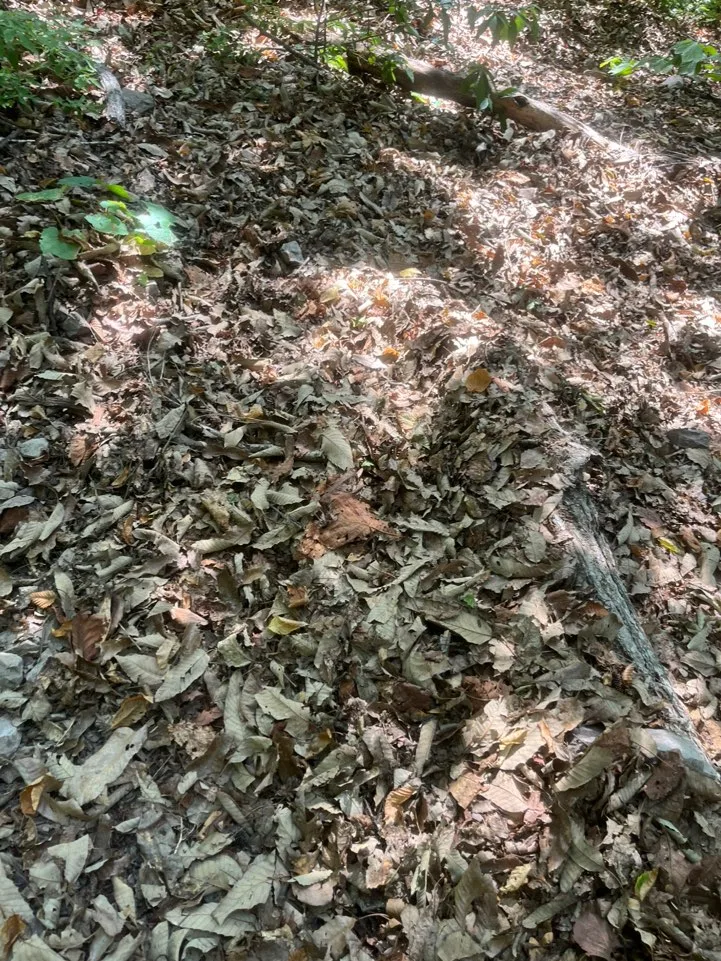 unmunsan_gajisan_trailrun_011.jpeg